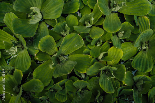Wallpaper Mural pistia leaves, green color, greeting card, background  Torontodigital.ca