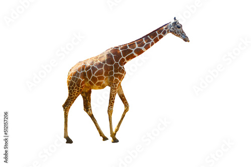 Giraffe  isolated on white background.