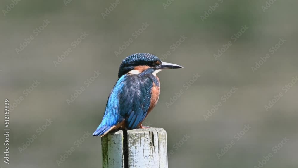 Kingfisher sitting waiting for fish to swim past Kingfisher sitting waiting for fish to swim past