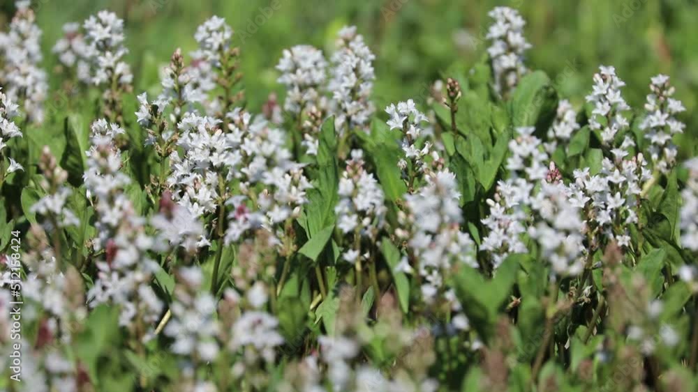 Menyanthes trifoliata. Buckbean in summer in the Arctic zone of Russia Menyanthes trifoliata. Buckbean in summer in the Arctic zone of Russia