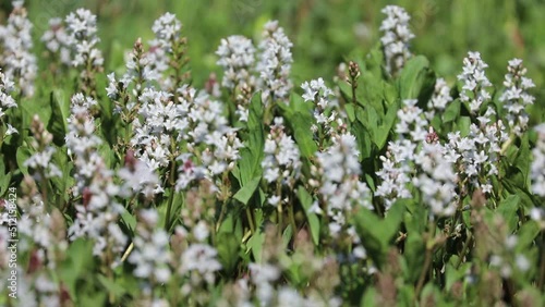 Wallpaper Mural Menyanthes trifoliata. Buckbean in summer in the Arctic zone of Russia Torontodigital.ca