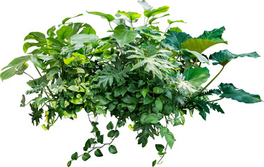 Monstera Jungle Plant Isolated