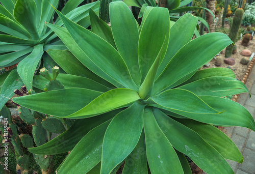 Agave attenuata plant