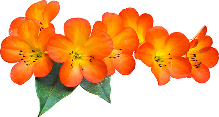 Oranges Flower Isolated