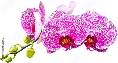 Fotografiet Purple Orchids Flower Isolated