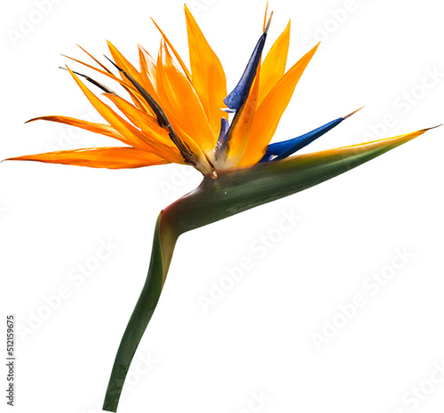 Orange Single Flower Isolated photo