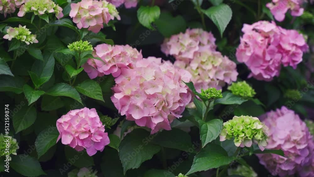 Beautiful pink spring flowers in the wind Beautiful pink spring flowers in the wind