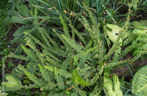 asplenium alatum leaves growing with other tropical plants photo