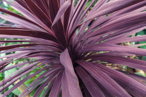 beauty of leaves of cordyline australis plant photo