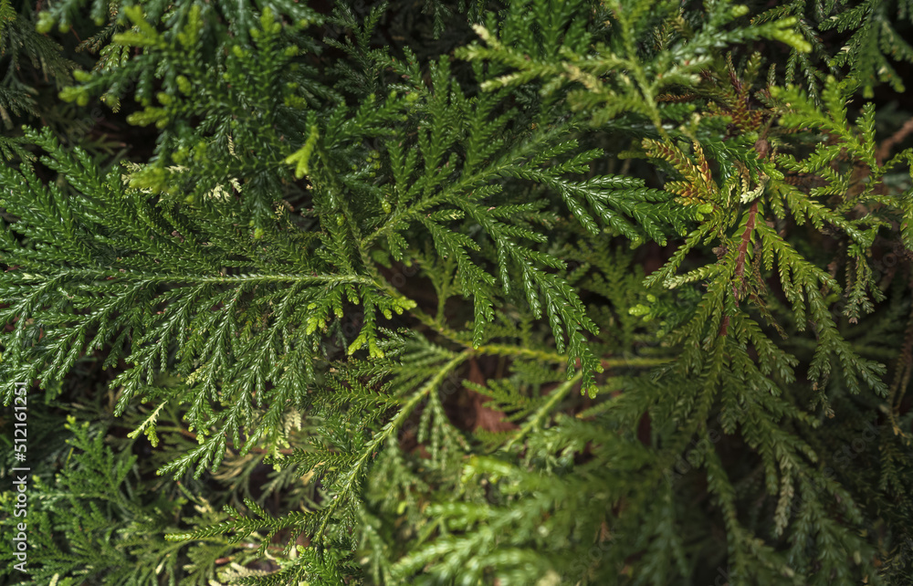Fotografie view from above on Thuja leaves