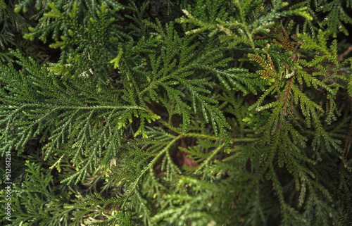 view from above on Thuja leaves