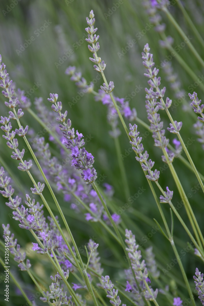 Lavender aroma flowers blossom in green meadow. Purple fragrant wildflowers. Summer flower landscape. Soft violet plants. Herbal freshness. Lavender aroma flowers blossom in green meadow. Purple fragrant wildflowers. Summer flower landscape. Soft violet plants. Herbal freshness.