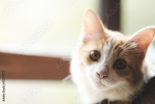 pet portrait of cute brown ...