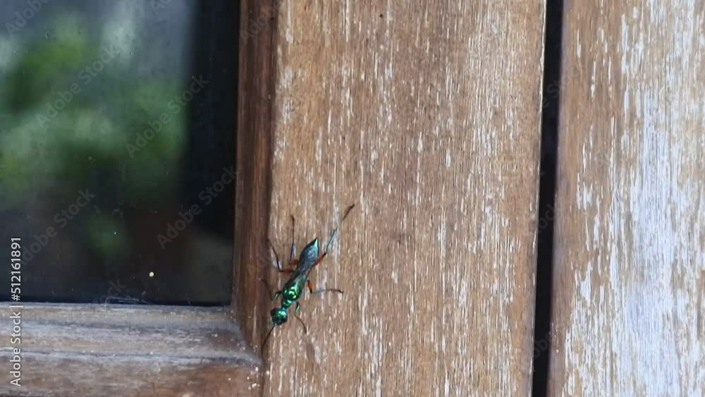 fly hd videos. The fly moves its wings when it lands on the wall. blue fly footage fly hd videos. The fly moves its wings when it lands on the wall. blue fly footage