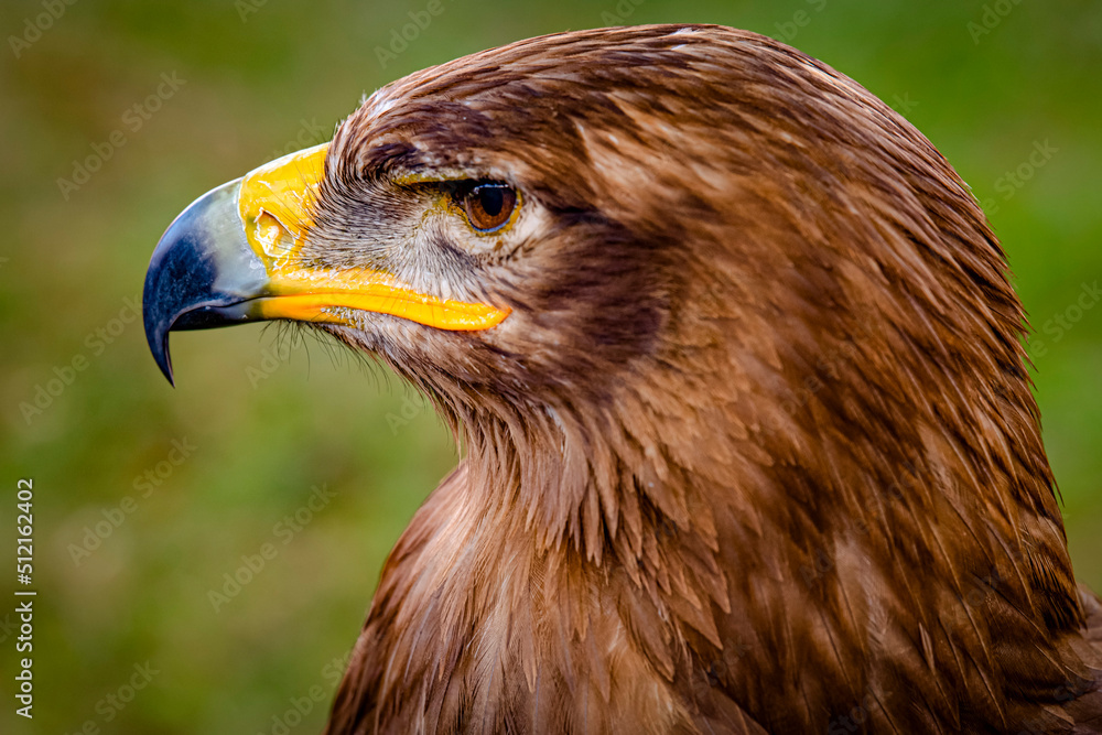 Obraz premium Eagle