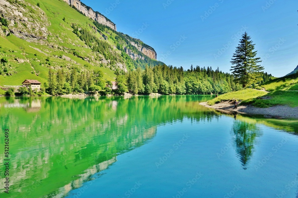 Seeufer mit Tanne, Seealpsee, Appenzellerland, Schweiz