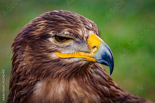 Eagle photo