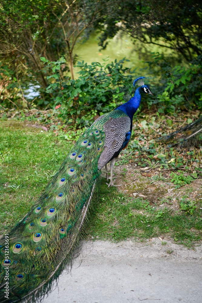 Obraz premium FRANCE - PARIS - BOIS DE VINCENNES - PEACOCK