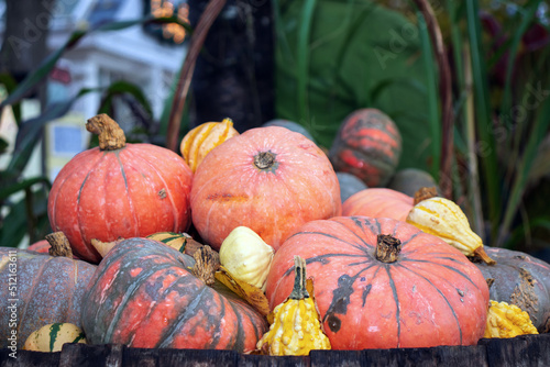 Beautiful Halloween decoration with orange pumpkis in the park or in the garden. photo