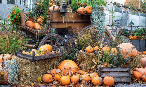 Beautiful Halloween decoration with orange pumpkis in the park or in the garden. photo