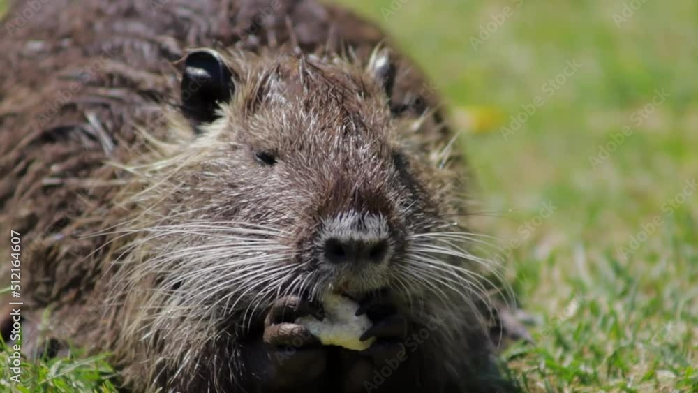 nutria in the park on the lawn and holds food in its paws nutria in the park on the lawn and holds food in its paws