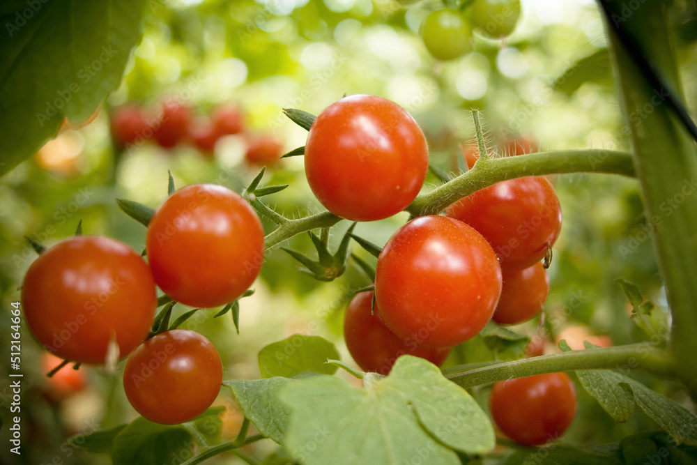 Detalhe de penca de tomates cereja bem maduros
