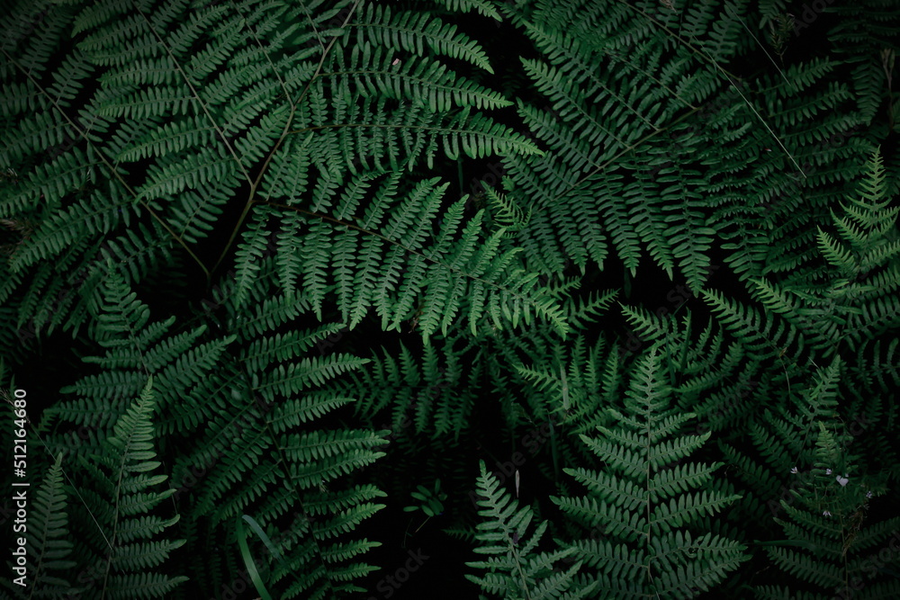 background tropical trees, dark green fern wallpaper, dark green forest tree backdrop.