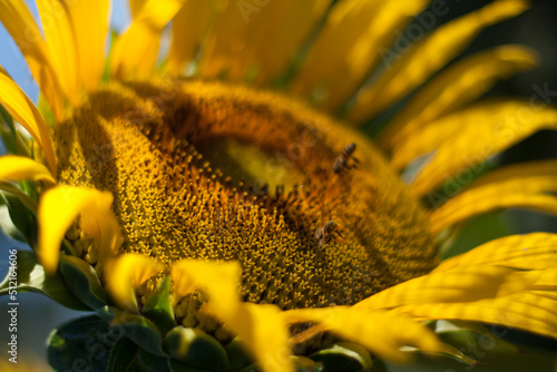Detalhe de girassol com abelhas colhendo pólen photo