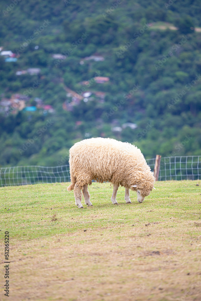 sheep on mountain , eating pellets on green grass , beautiful green mountain sheep on mountain , eating pellets on green grass , beautiful green mountain