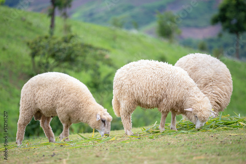 sheep on mountain , eating pellets on green grass , beautiful green mountain