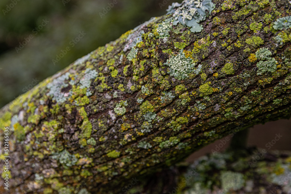 Tree's textures Tree's textures