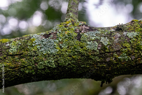 Tree's textures © Diego