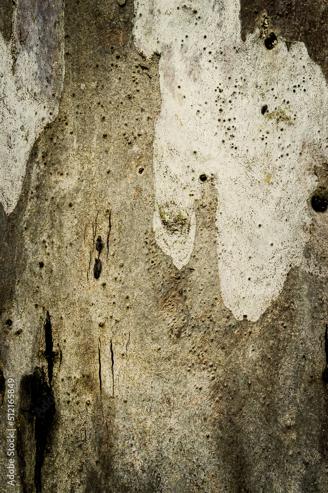 Tree's textures