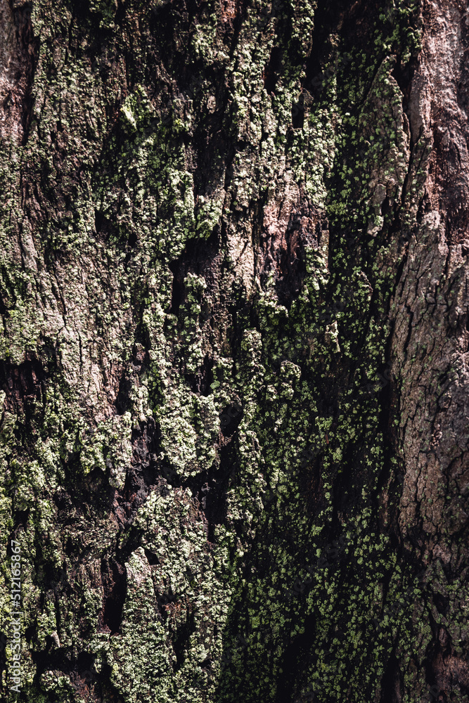 Tree's textures