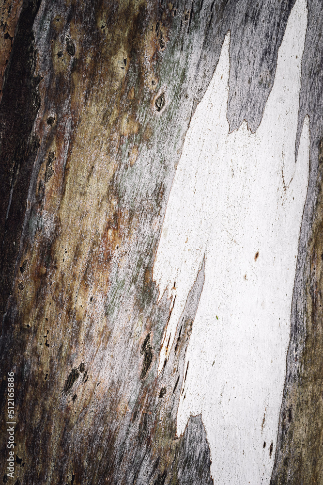 Tree's textures