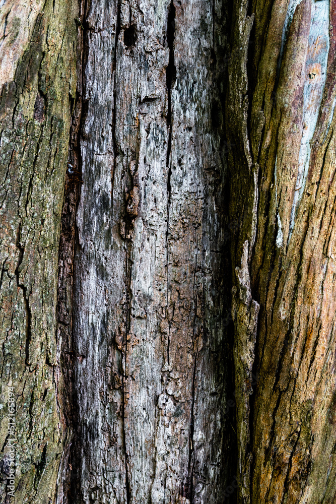 Wooden textures from trees