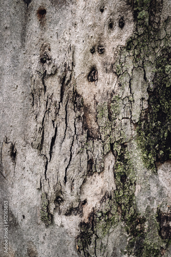 Obraz na płótnie Tree's textures w salonie