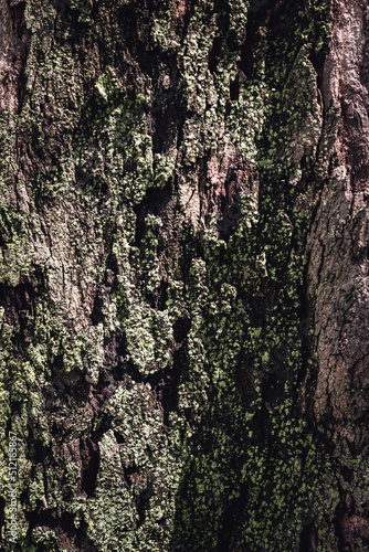 Obraz na płótnie Tree's textures w salonie