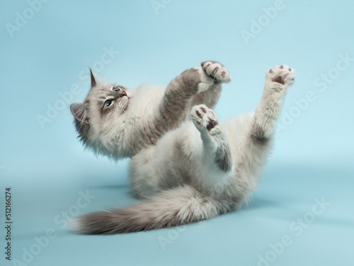 Portrait of neva masquerade kitten in studio