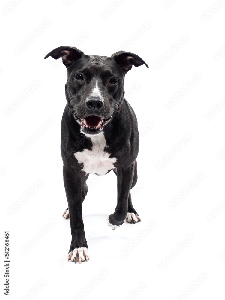 portrait of pit bull on white background, studio shot