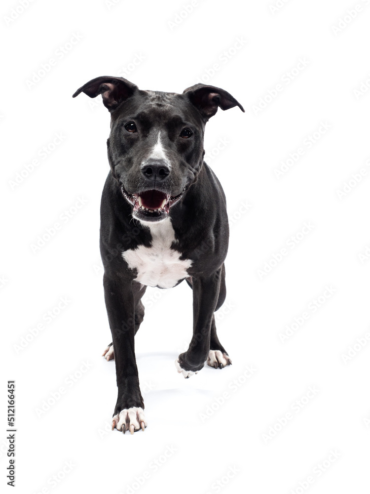 portrait of pit bull on white background, studio shot portrait of pit bull on white background, studio shot
