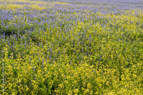 Blue lupine flowers and yellow rape flowers in a field among green grasses on a sunny day. Summer. © W Korczewski