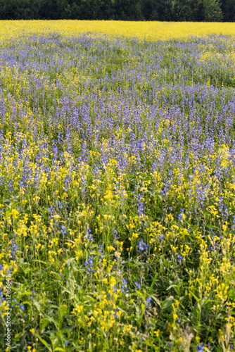 Blue lupine flowers and yellow rape flowers in a field among green grasses on a sunny day. Summer.