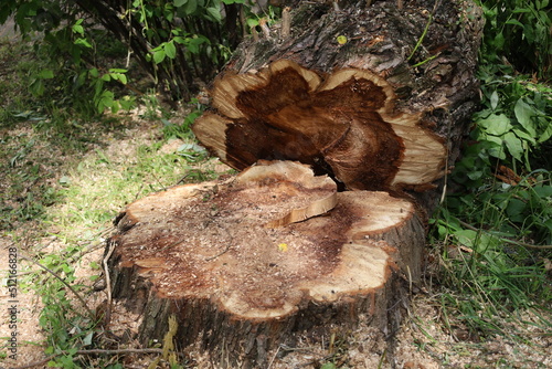 Cutting down tree and fresh cut down stump in the city. A tree cut into pieces with a chainsaw. Seasonal emergency and sanitary pruning of trees. Municipal arborist service.