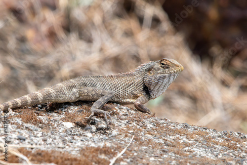 Quadro em tela Oriental garden lizard, eastern garden lizard, Indian garden lizard (Calotes ver