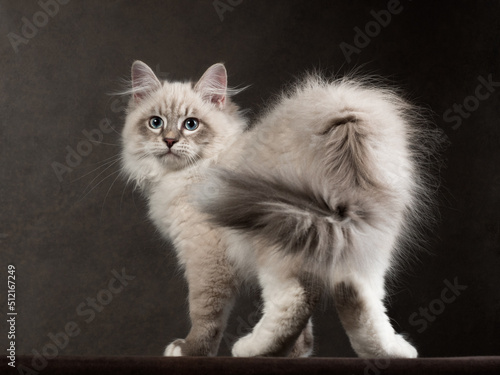 Fotografi Portrait of neva masquerade kitten in studio