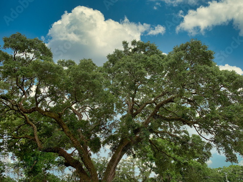 Canvas Print Low angle view of a treetop