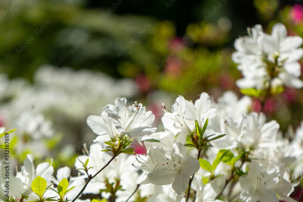 Weiße Blumen Weiße Blumen