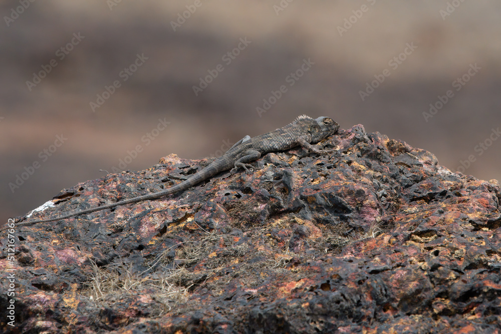 Fototapeta premium Oriental garden lizard, eastern garden lizard, Indian garden lizard (Calotes versicolor), an agamid lizard observed near Satara in Maharashtra, India