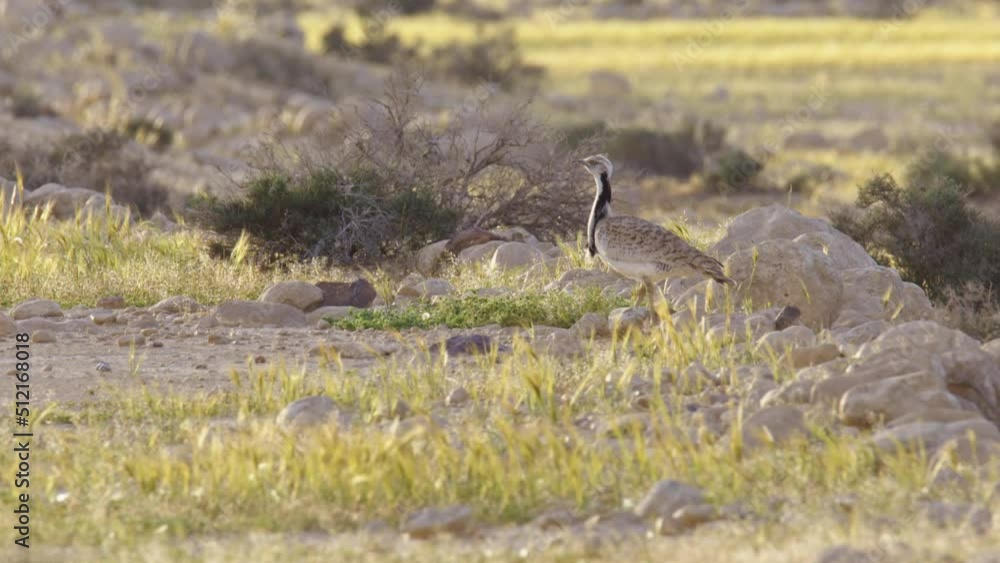 Houbara Bustard (Chlamydotis undulata) walking in the desert landscape Houbara Bustard (Chlamydotis undulata) walking in the desert landscape